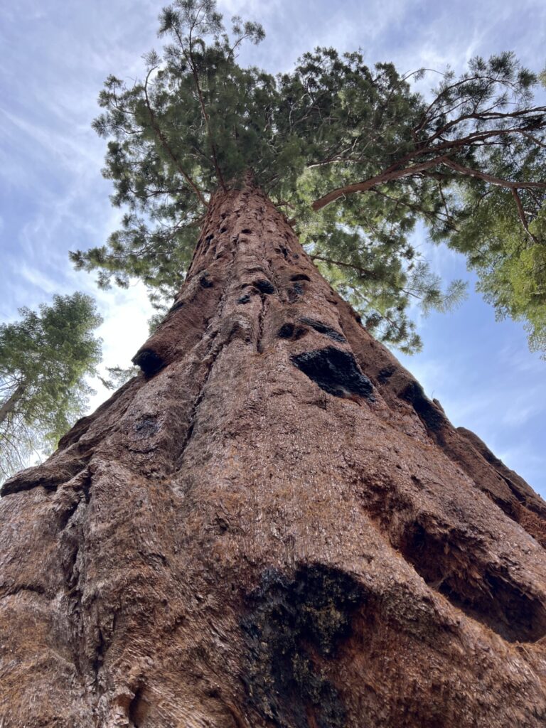 Giant sequoia seen from the base looking up